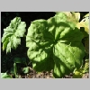 astilboides_ tabularis.jpg